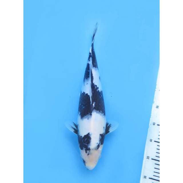 The Joss Shiro , Female - 38cm