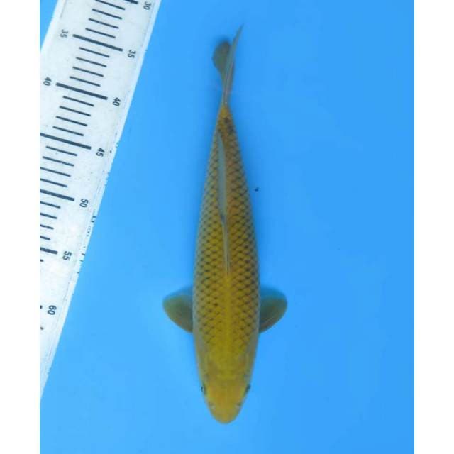 Midorigoi Jinak , Male - 35cm