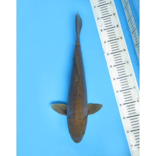 Jumbo Midorigoi Doitsu , Female - 47cm