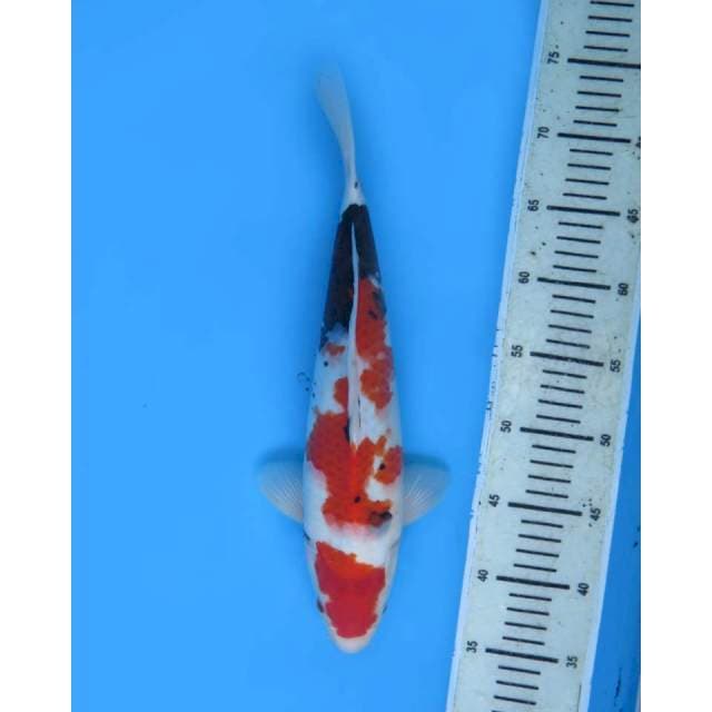 Showa Tategoi Prospek , Male - 35cm