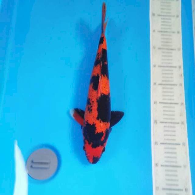 Hi Utsuri 39 cm Male