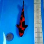 Hi Utsuri 39 cm Male