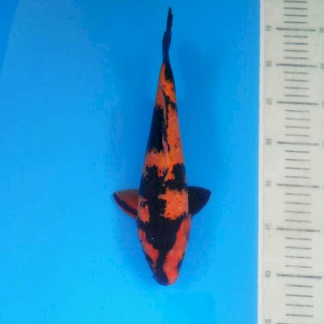 Hi Utsuri
