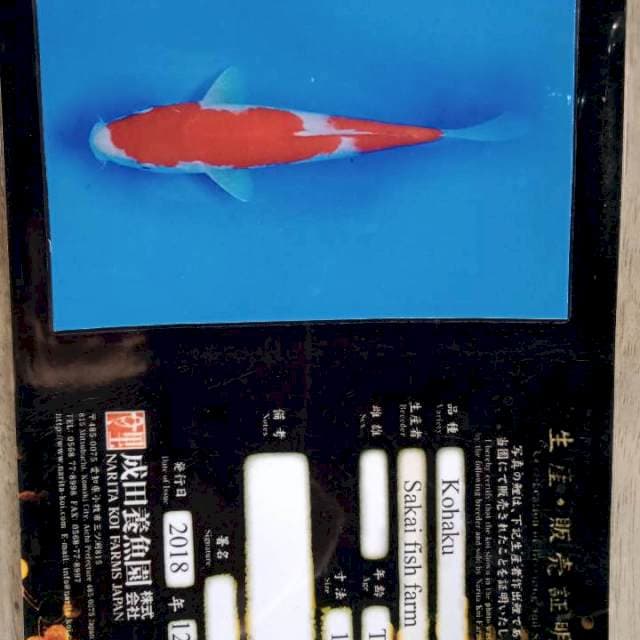 Kohaaku import obrall