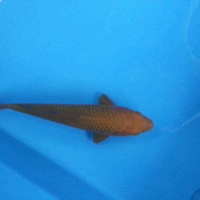 Cagoi coklat jos 30cm