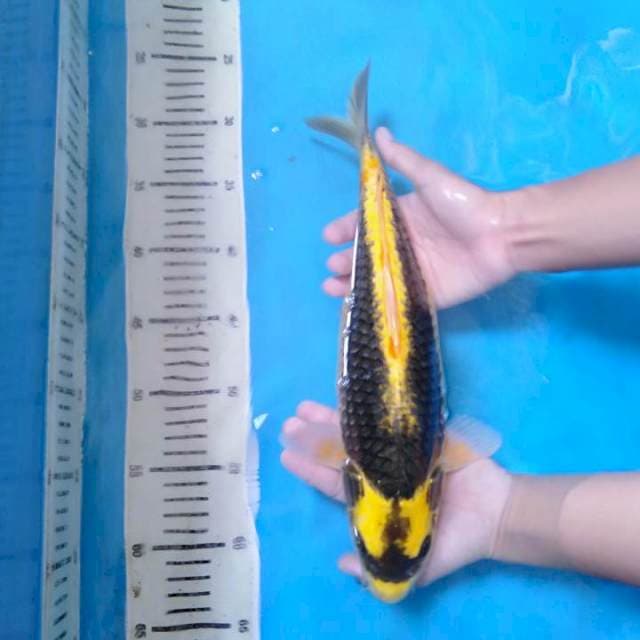 36 cm Bodi jumbo Kin Kabuto