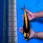36 cm Bodi jumbo Kin Kabuto