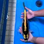 35 cm Bodi Jumbo Kin Kabuto