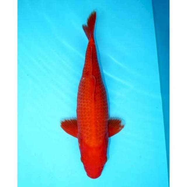AKA HAJIRO 32 CM