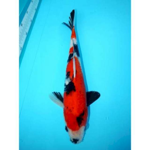 SHOWA 33 CM