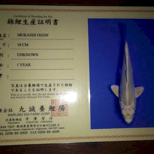 Mukashi Ogon (Yamaju) 18cm. Import dan Sertifikat