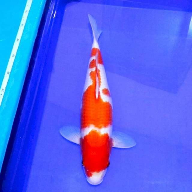 Jumbo kohaku jozz 45bu original 