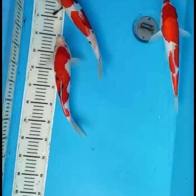 Paket showa merah 
