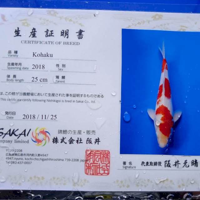 Kohaku male import 