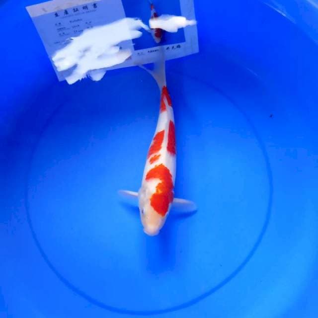 Kohaku male import 