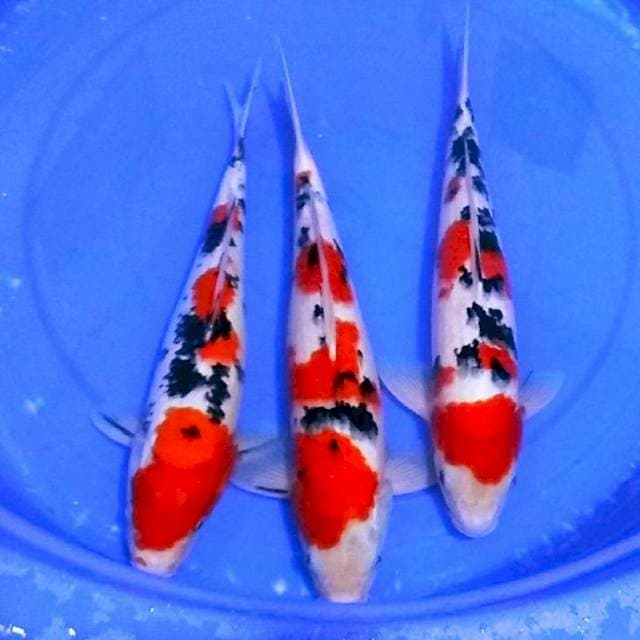 Sanke f1 kualitas show 40an cm