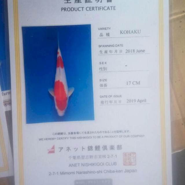 Kohaku import anetto