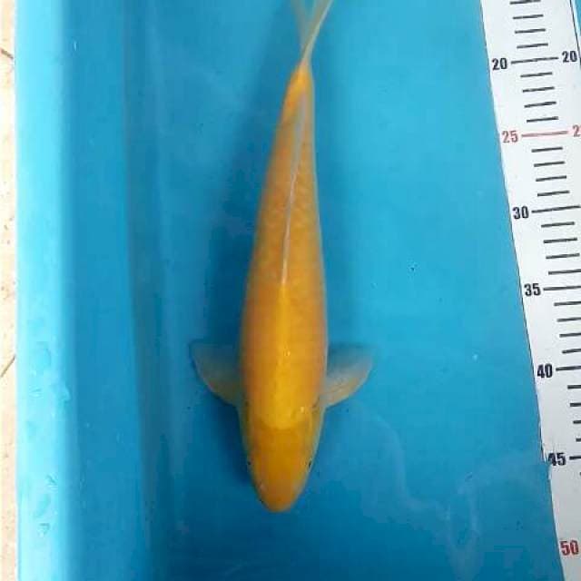 Karashi Mata Merah 34