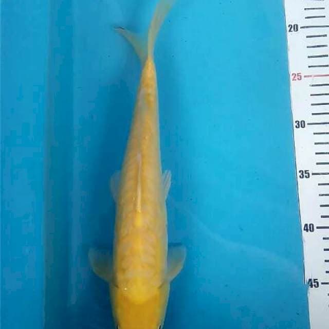 Karashi Aragoke Mata Merah 34