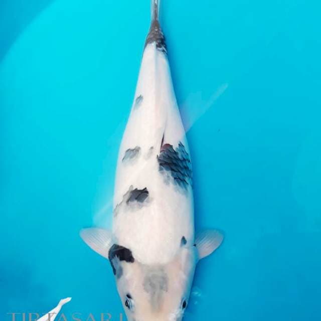 Jumbo Shiro 41 cm