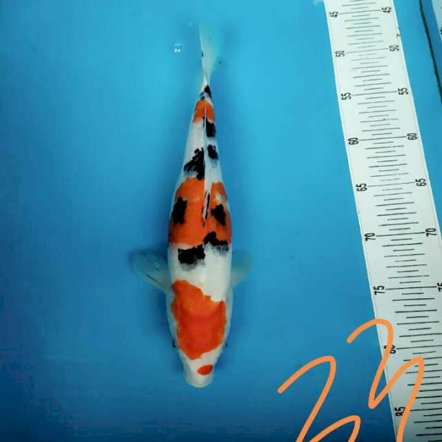 Sanke for contest 33cm