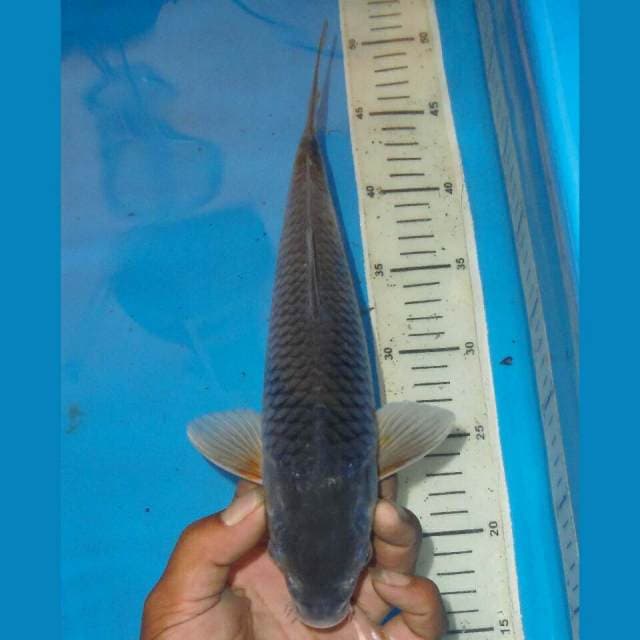SORAGOI JINAK