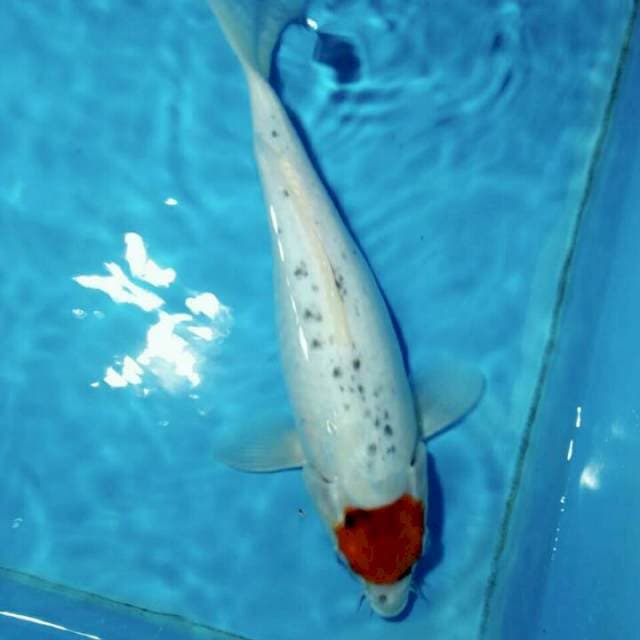 Tancho sanke 33 cm