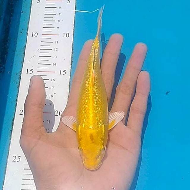 Yamabuki ginrin 