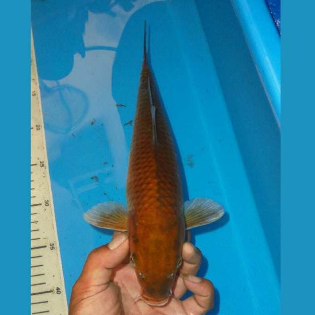 CHAGOI TEMBAGA JINAK