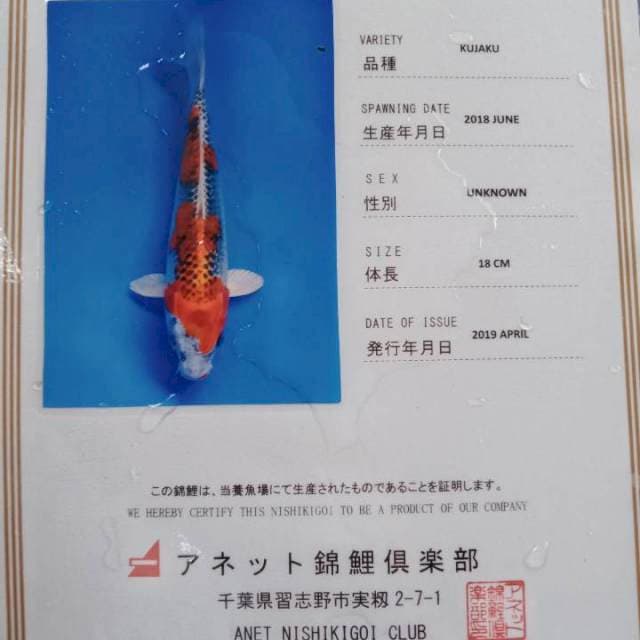 Kujaku import anetto serti