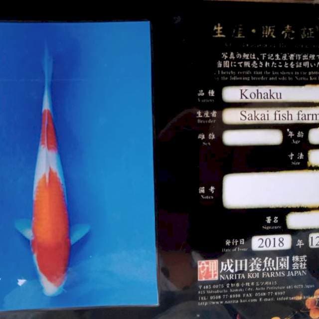 Kohaku 25cm import