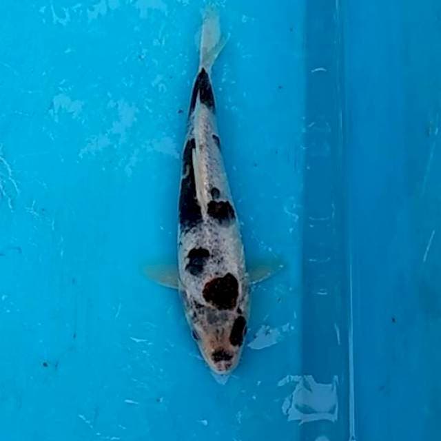 Bodo goromo ceplok