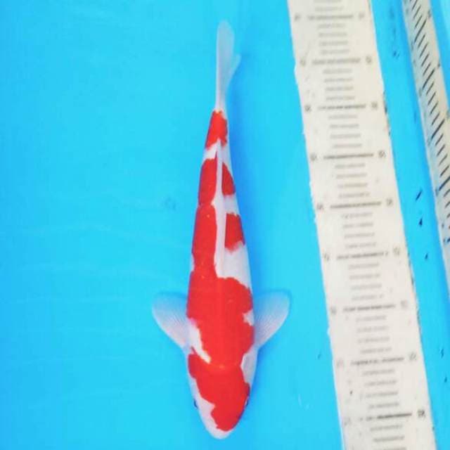 Kohaku 02