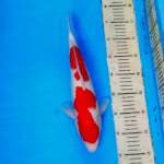 Kohaku 03