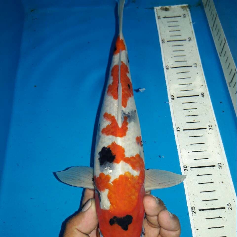 Showa tategoi f1 momotaro