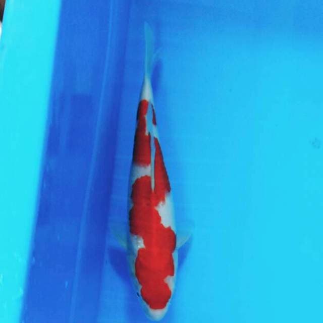Kohaku 07