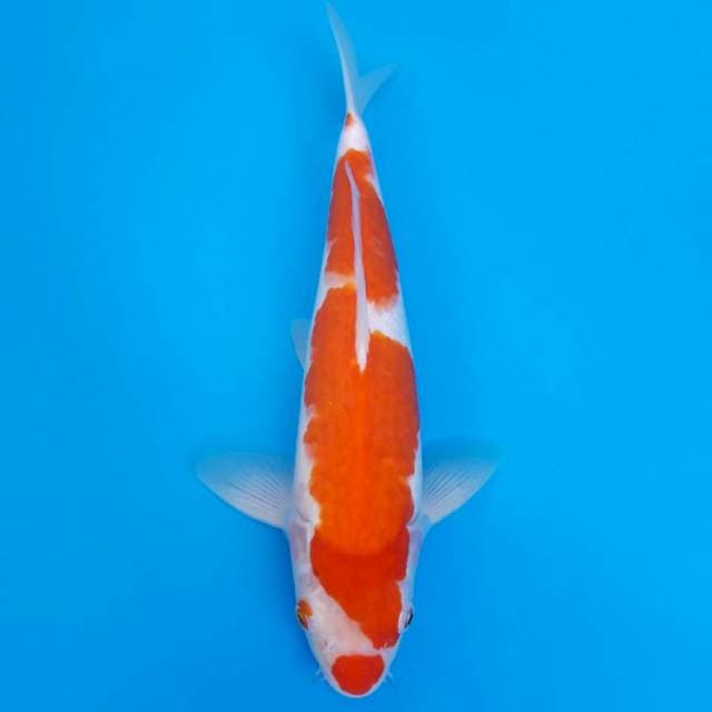Kohaku