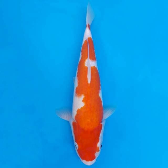 Kohaku