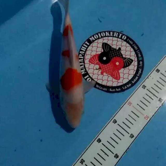 kohaku 30cm