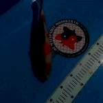 kohaku 30cm