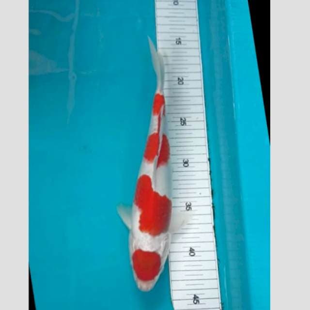 super kohaku 25cm bloodline matsue