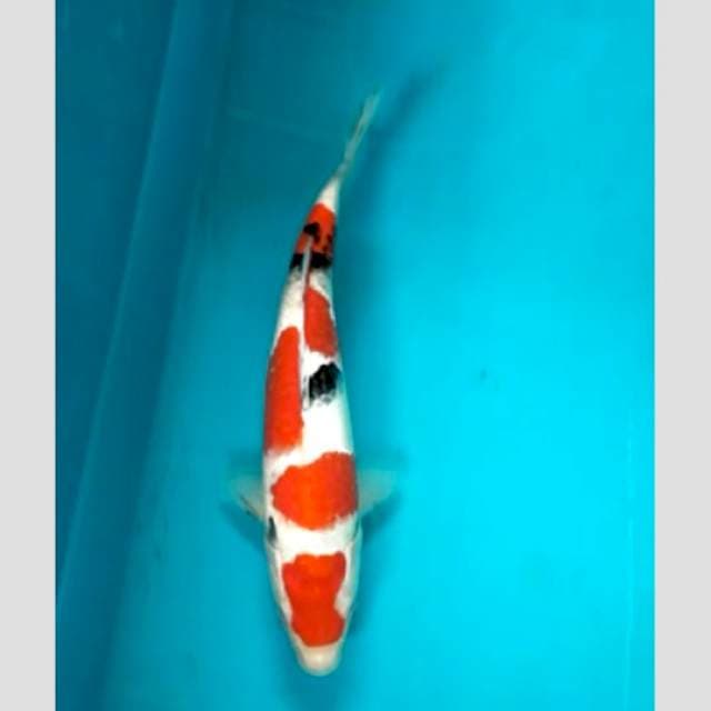 sanke prospect,calon jumbo 30bu