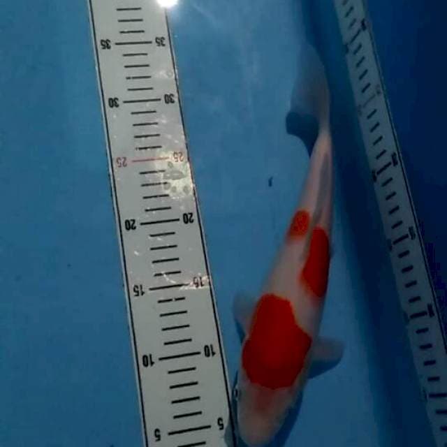 kohaku 30cm