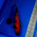 -- Hi Showa --  40 cm