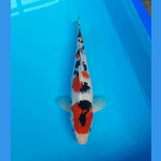 SANKE MALE