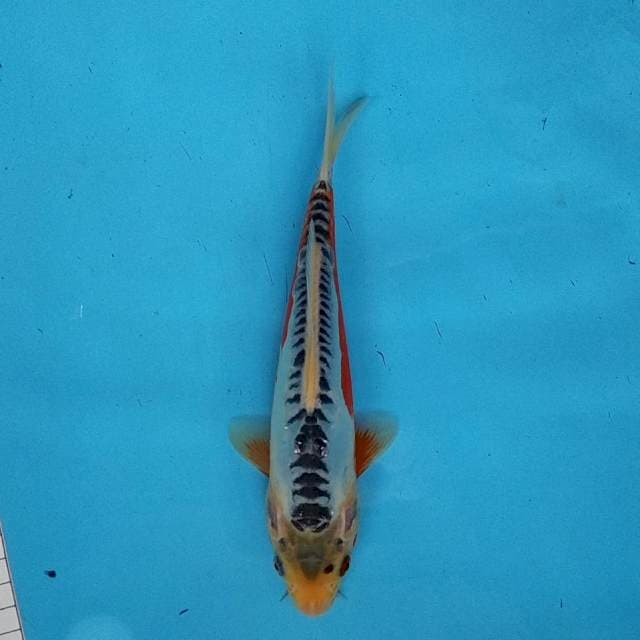 SHUSUI - 23CM