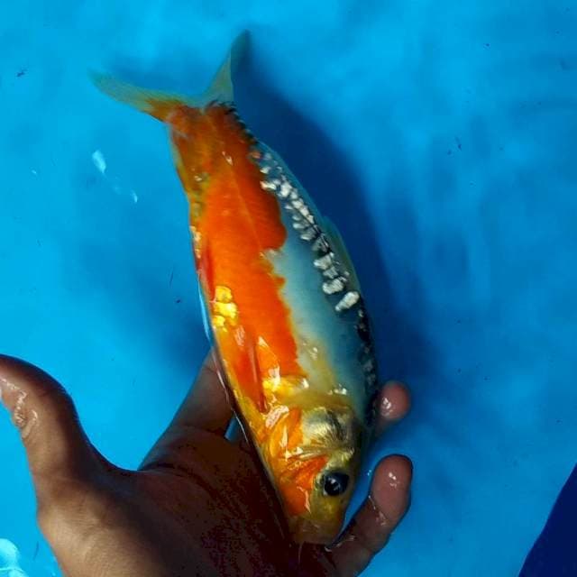SHUSUI - 23CM