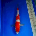 Kohaku original 44 cm