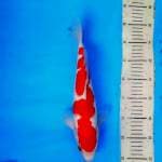 Kohaku 1