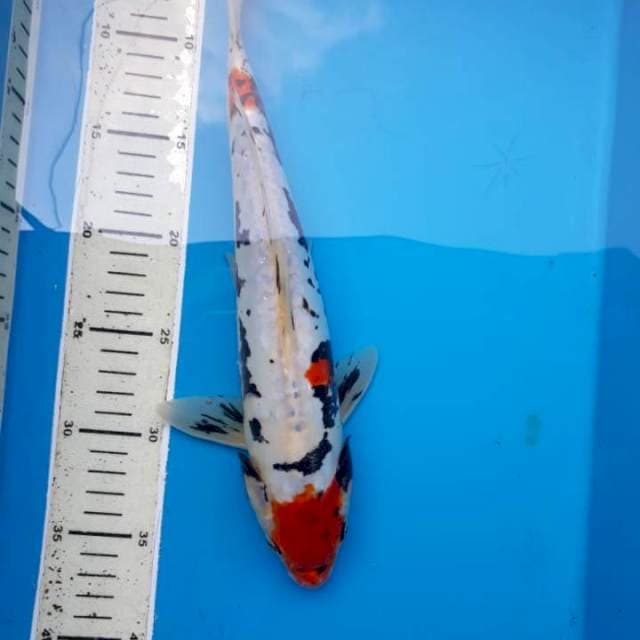 Tanco kumon 30cm